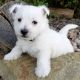 West Highland White Terrier Puppies for sale in Valparaiso, IN, USA. price: $500