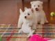 West Highland White Terrier Puppies for sale in Savannah, GA, USA. price: NA