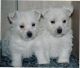 West Highland White Terrier Puppies for sale in Phoenix, AZ, USA. price: $500