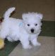 West Highland White Terrier Puppies for sale in Dickinson, ND 58601, USA. price: NA