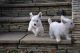 West Highland White Terrier Puppies for sale in Los Angeles, CA, USA. price: $500