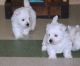 West Highland White Terrier Puppies for sale in Baltimore, MD, USA. price: $500