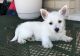 West Highland White Terrier Puppies for sale in Chicago, IL, USA. price: NA