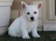West Highland White Terrier Puppies for sale in Torrance, CA, USA. price: $500