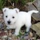 West Highland White Terrier Puppies for sale in Waldorf, MD, USA. price: $500