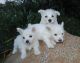 West Highland White Terrier Puppies for sale in Clayton, NC, USA. price: NA