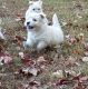 West Highland White Terrier Puppies for sale in Johnstown, PA, USA. price: NA