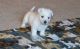 West Highland White Terrier Puppies for sale in Marietta, GA, USA. price: NA