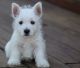 West Highland White Terrier Puppies for sale in Worcester, MA, USA. price: $500