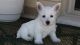 West Highland White Terrier Puppies for sale in Kent, WA, USA. price: NA