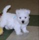 West Highland White Terrier Puppies for sale in Arkansas City, AR 71630, USA. price: NA