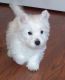 West Highland White Terrier Puppies for sale in Waterboro, ME, USA. price: NA