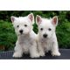 West Highland White Terrier Puppies for sale in New York, NY, USA. price: NA