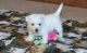 West Highland White Terrier Puppies for sale in Mooreton, ND 58061, USA. price: NA