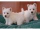 West Highland White Terrier Puppies for sale in Santa Rosa, CA, USA. price: NA
