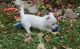 West Highland White Terrier Puppies for sale in Chesnee, SC 29323, USA. price: $500