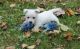 West Highland White Terrier Puppies for sale in Mililani, HI 96789, USA. price: $500