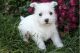 West Highland White Terrier Puppies for sale in Canoga Park, Los Angeles, CA, USA. price: $400
