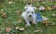 West Highland White Terrier Puppies for sale in Eudora, AR 71640, USA. price: $500