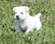 West Highland White Terrier Puppies for sale in Roanoke, VA, USA. price: $350