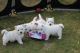 West Highland White Terrier Puppies for sale in Roanoke, VA 24012, USA. price: NA