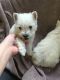 West Highland White Terrier Puppies for sale in USA Medical Center Dr, Mobile, AL, USA. price: $500