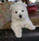West Highland White Terrier Puppies for sale in Mackville Harrodsburg Rd, Mackville, KY 40040, USA. price: $500