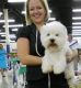 West Highland White Terrier Puppies for sale in Stewarts Point, CA 95480, USA. price: NA
