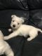 West Highland White Terrier Puppies for sale in Indianapolis, IN 46201, USA. price: $510