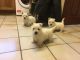 West Highland White Terrier Puppies for sale in Norristown, PA, USA. price: NA