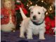 West Highland White Terrier Puppies for sale in TX-121, McKinney, TX, USA. price: NA
