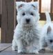 West Highland White Terrier Puppies for sale in Philadelphia, PA 19116, USA. price: NA