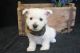 West Highland White Terrier Puppies for sale in Richmond, VA, USA. price: $350