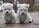 West Highland White Terrier Puppies for sale in Longview, TX, USA. price: NA