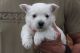 West Highland White Terrier Puppies for sale in Los Andes St, Lake Forest, CA 92630, USA. price: NA