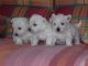 West Highland White Terrier Puppies for sale in Houston, TX, USA. price: $350