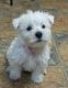 West Highland White Terrier Puppies for sale in Decker, MT 59025, USA. price: $500