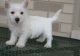 West Highland White Terrier Puppies for sale in Detroit, MI, USA. price: $500