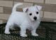 West Highland White Terrier Puppies for sale in Springfield, MA, USA. price: $600