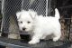 West Highland White Terrier Puppies for sale in Fort Wayne, IN, USA. price: NA