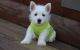 West Highland White Terrier Puppies for sale in Los Lunas, NM 87031, USA. price: $600