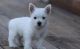 West Highland White Terrier Puppies for sale in St Paul, MN, USA. price: $550