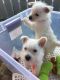 West Highland White Terrier Puppies for sale in Philadelphia, PA 19101, USA. price: NA
