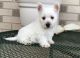 West Highland White Terrier Puppies for sale in Rochester, NY 14602, USA. price: NA