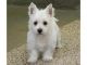 West Highland White Terrier Puppies for sale in Denver, CO, USA. price: $350
