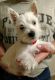 West Highland White Terrier Puppies for sale in Woodburn, IN 46797, USA. price: $900