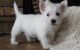 West Highland White Terrier Puppies for sale in Ascutney St, Windsor, VT 05089, USA. price: $500