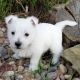 West Highland White Terrier Puppies for sale in Allenton, WI 53002, USA. price: $500