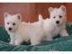 West Highland White Terrier Puppies for sale in Milwaukee, WI, USA. price: $350