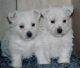 West Highland White Terrier Puppies for sale in Stamford, CT, USA. price: $350